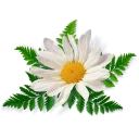 🌹 emoji Цветы Telegram sticker 5 of 45