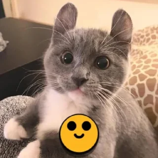 Sticker from Brawl cats