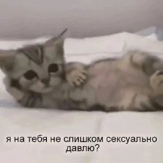 Sticker from Cats