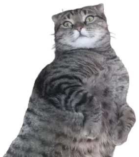 🌟 emoji Cats Telegram sticker 8 of 41