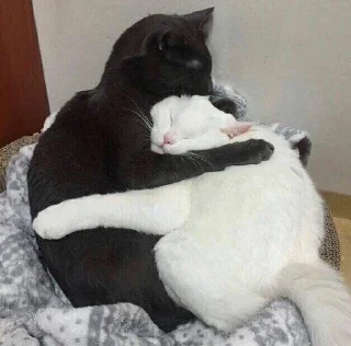 Sticker from cats