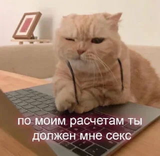 Sticker from Cats