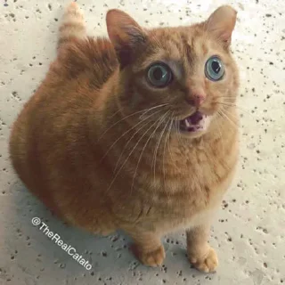 😲 emoji рыжий кот Telegram sticker 14 of 19