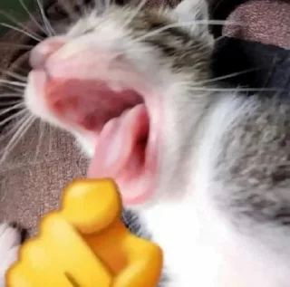 🌟 emoji Silly cats Telegram sticker 9 of 10