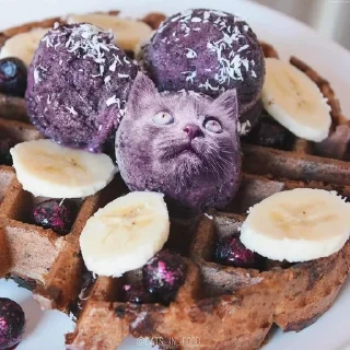🧇 emoji коты в еде/cats in food Telegram sticker 11 of 60