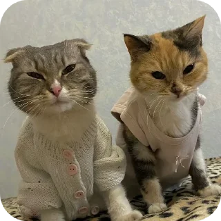 👍 emoji @pnmanage cats Telegram sticker 23 of 31