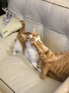 Sticker from Cats are best