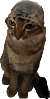🥰 emoji moe’s cats by @offstikbot Telegram sticker 24 of 51
