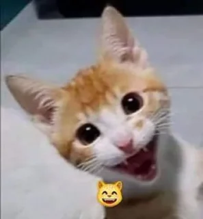 😸 emoji Cats and dogs💗 Telegram sticker 5 of 43