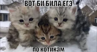 🌟 emoji КАТЫ И ЖАБЫЫ Telegram sticker 16 of 120