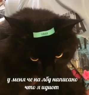 🌟 emoji КАТЫ И ЖАБЫЫ Telegram sticker 5 of 120