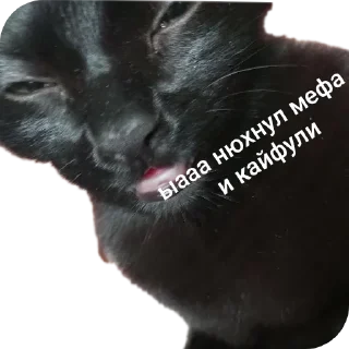 🐶 emoji буська вайб Telegram sticker 7 of 37