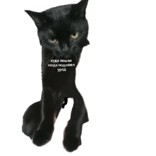 🐱 emoji буська вайб Telegram sticker 14 of 37