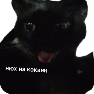 🐱 emoji буська вайб Telegram sticker 24 of 37