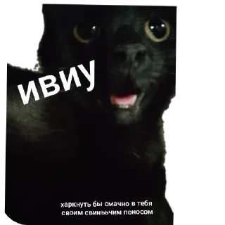 🐱 emoji буська вайб Telegram sticker 22 of 37