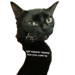 🐱 emoji буська вайб Telegram sticker 16 of 37