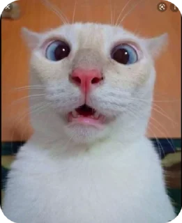 🙀 emoji Мемные коты (@lckvvv) Telegram sticker 16 of 19