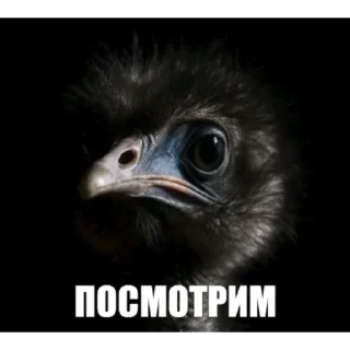 🦜 emoji птички delux edition Telegram sticker 10 of 66