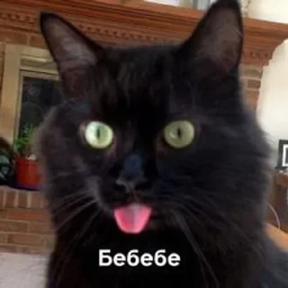 😝 emoji Kittens Telegram sticker 6 of 77