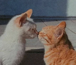 😘 emoji Lovecats Telegram sticker 22 of 39
