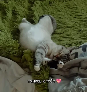 👉 emoji Китолицизм Telegram sticker 24 of 33