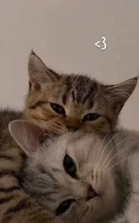 🌟 emoji Милашки💋 Telegram sticker 10 of 30