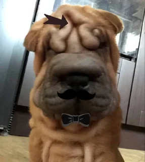 🤨 emoji песики песики песики Telegram sticker 22 of 30