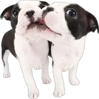 🌟 emoji ☆puppy☆ Telegram sticker 23 of 58