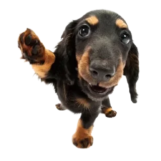 🖐 emoji dog Telegram sticker 9 of 70