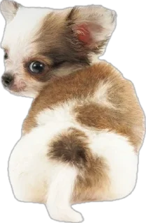 🌟 emoji ☆puppy☆ Telegram sticker 13 of 58