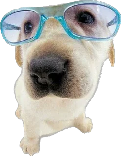 🤓 emoji dog Telegram sticker 15 of 70