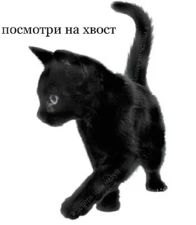 🐈‍⬛️ emoji ЧтЧтЧт Telegram sticker 12 of 34