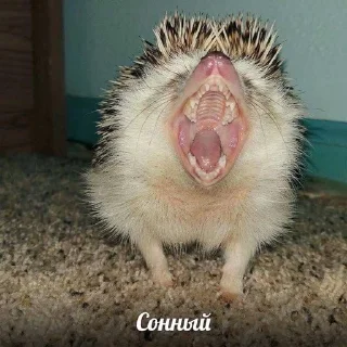 😪 emoji Ежик Telegram sticker 6 of 28