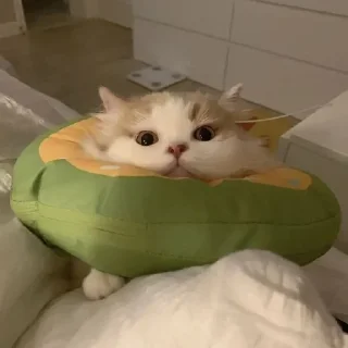 🐱 emoji котеки от аришки Telegram sticker 23 of 63