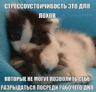 🌟 emoji котытытытыт Telegram sticker 6 of 80