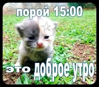 🌟 emoji котытытытыт Telegram sticker 14 of 80