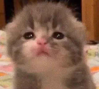😥 emoji Котики^^ :: @ainvien Telegram sticker 19 of 53
