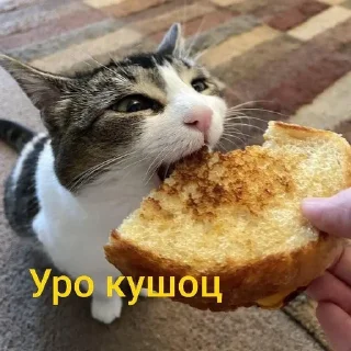 🐱 emoji my prec13ous 👺 @iamgedyku Telegram sticker 7 of 78