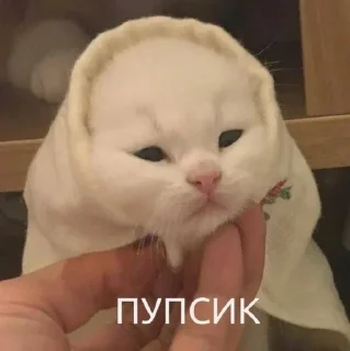 😽 emoji meowki^^ Telegram sticker 5 of 39