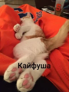 🐱 emoji my prec13ous 👺 @iamgedyku Telegram sticker 5 of 78