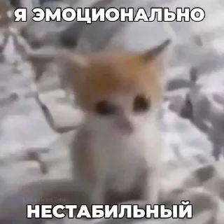 🌟 emoji Котятки булят Telegram sticker 18 of 28