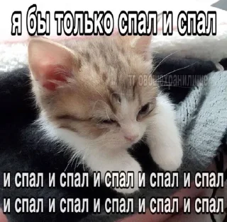🌟 emoji Котятки булят Telegram sticker 15 of 28