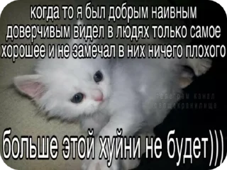 🌟 emoji Котики в суицидальной агонии Telegram sticker 22 of 40