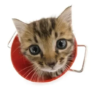 🌟 emoji Котике @Listonok Telegram sticker 7 of 21