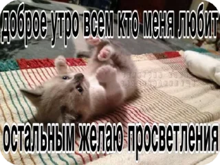 🌟 emoji Котики в суицидальной агонии Telegram sticker 6 of 40