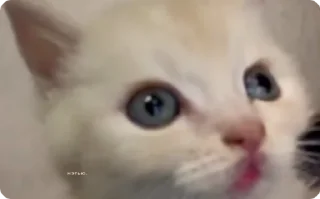 🙄 emoji котикиии💞 Telegram sticker 6 of 31