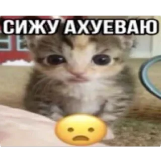 🫥 emoji Кеты мемы Telegram sticker 11 of 30