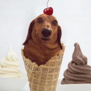 🌟 emoji таксы таксы ьаксы ТАКСЫ ТАКСЫ Telegram sticker 15 of 47