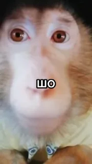 🌟 emoji Неповторими брадки Telegram sticker 7 of 31