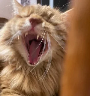 😫 emoji Чмоньки котятки Telegram sticker 5 of 51